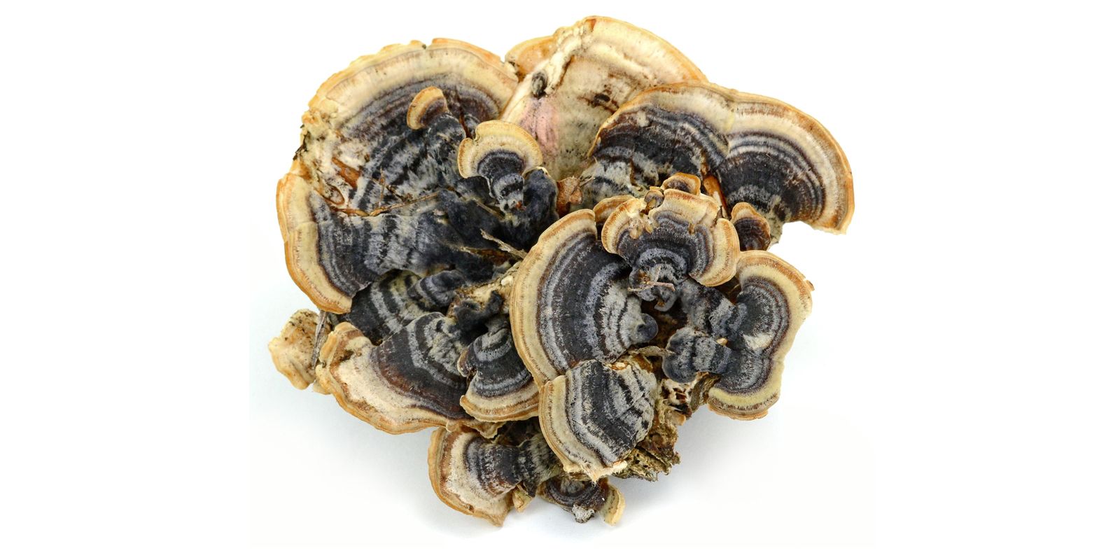 Turkey Tail
