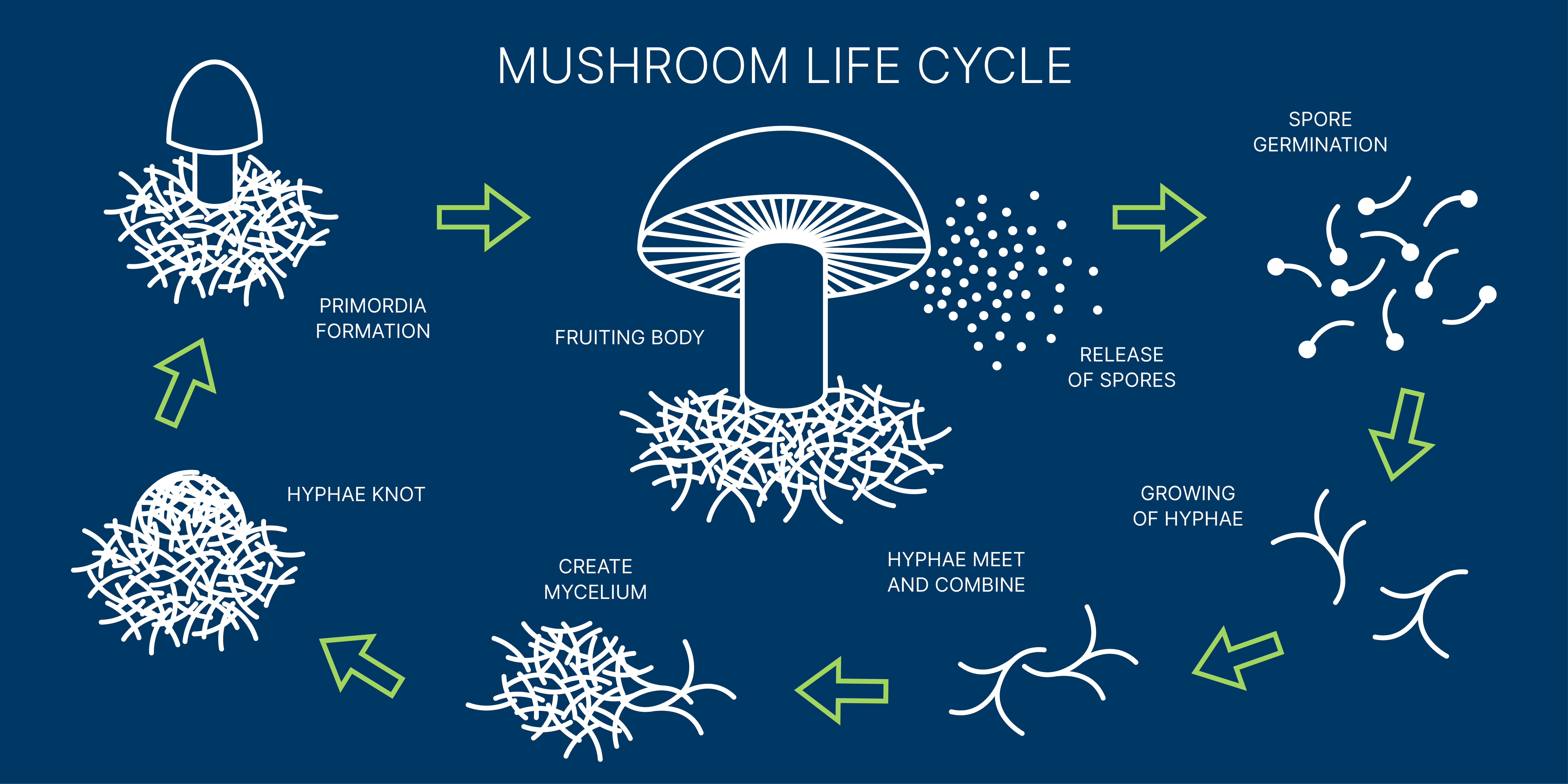 Mushroom Life Cycle