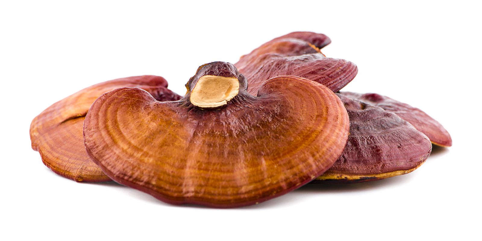 Reishi