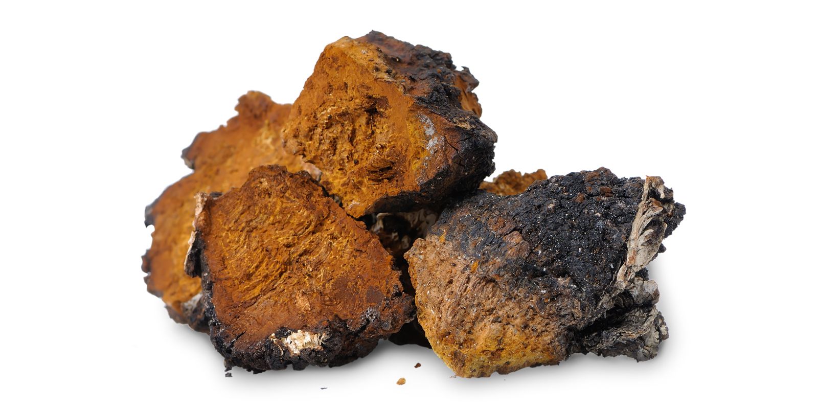 Chaga
