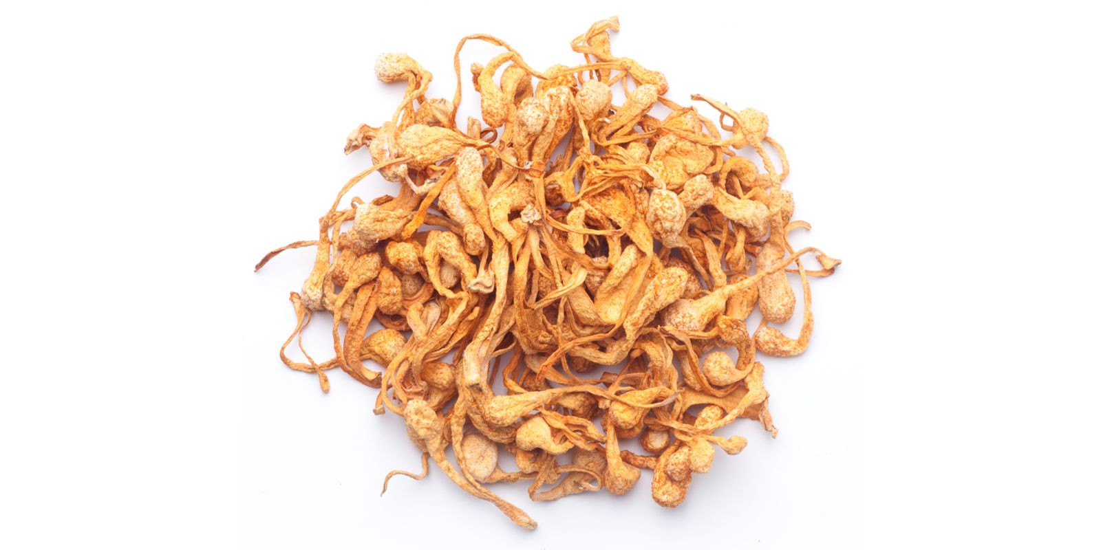 Cordyceps Militaris
