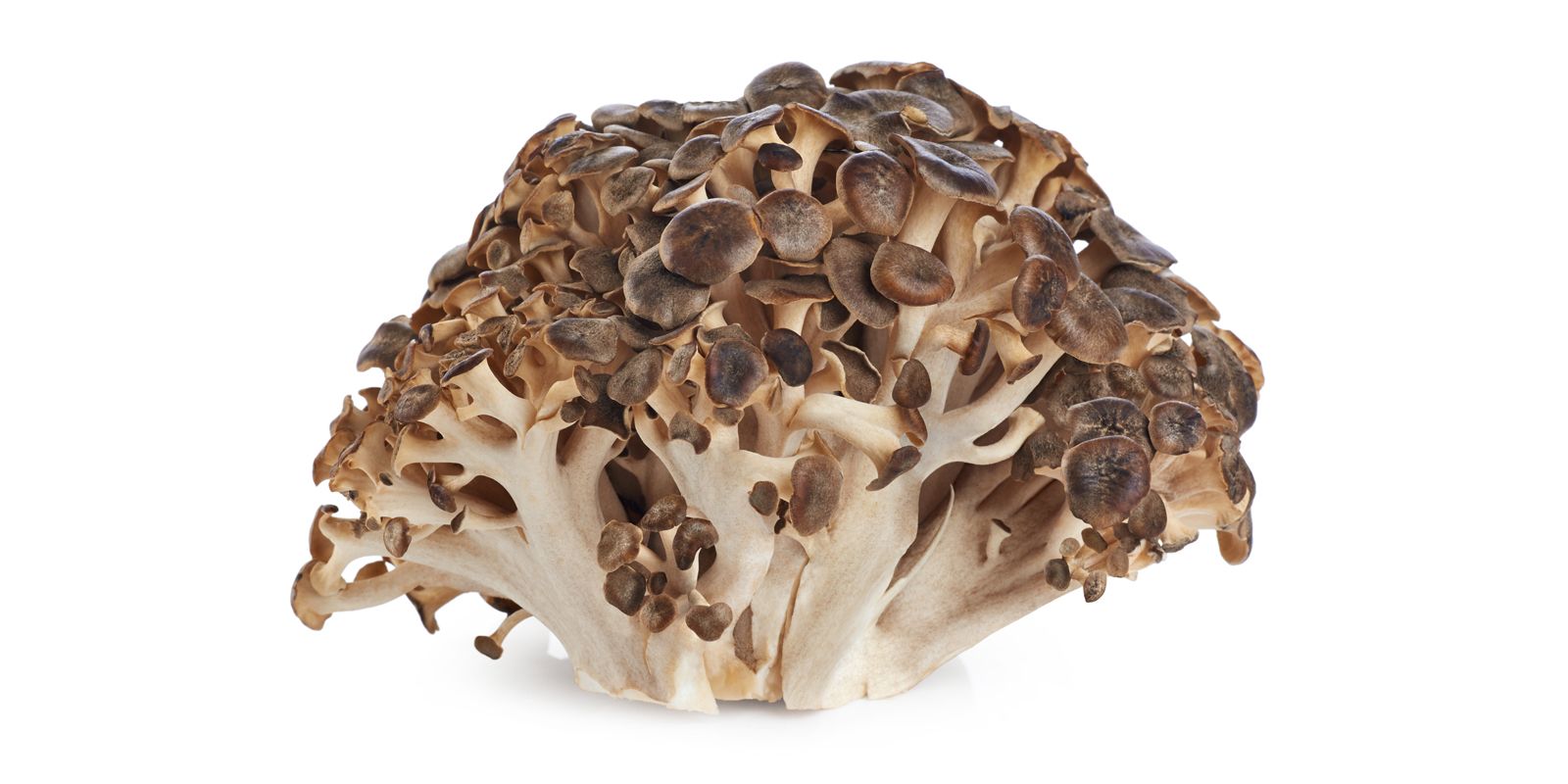 Maitake